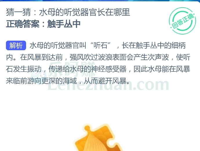 水母的听觉器官长在触手丛中