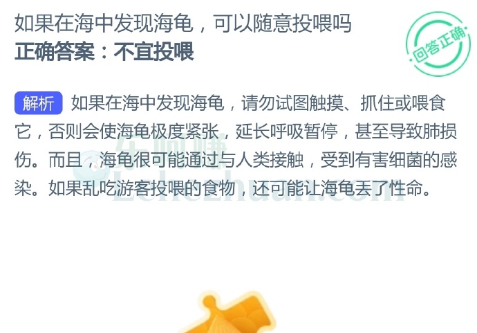 如果在海中发现海龟,可以随意投喂吗?