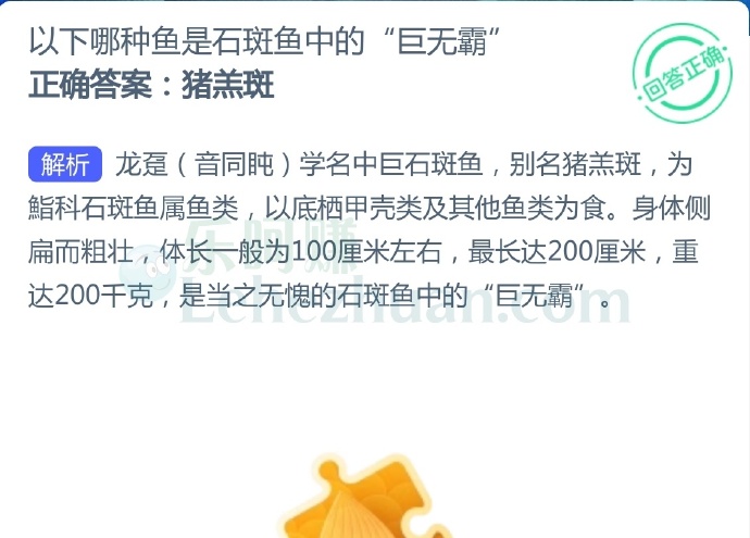 以下哪种鱼是石斑鱼中的“巨无霸”?