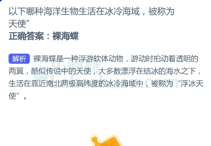 以下哪种海洋生物生活在冰冷海域被称为“浮冰天使”?
