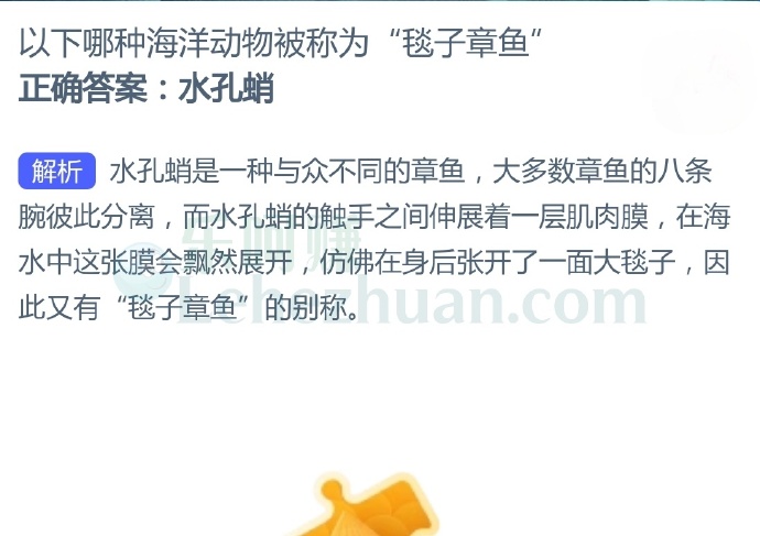以下哪种海洋动物被称为“毯子章鱼”?