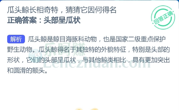 瓜头鲸长相奇特,猜猜它因何得名?