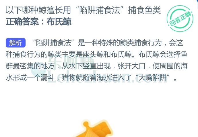 以下哪种鲸擅长用“陷阱捕食法”捕食鱼类?