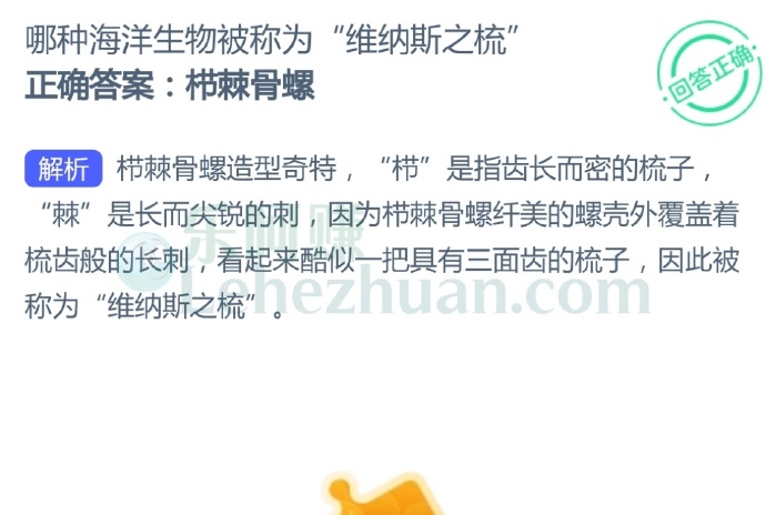 哪种海洋生物被称为“维纳斯之梳”?
