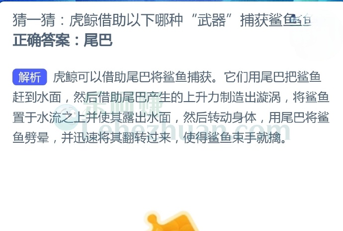 虎鲸借助以下哪种“武器”捕获鲨鱼?