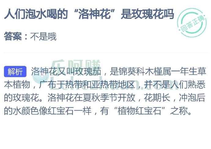 人们泡水喝的"洛神花"是玫瑰花吗?