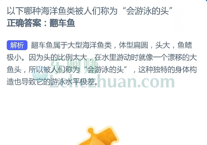 以下哪种海洋鱼类被人们称为“会游泳的头”?