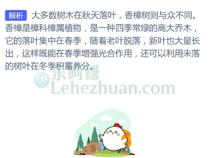 常言道“秋风扫落叶”,猜猜以下哪种树木的落叶季并不在秋天?