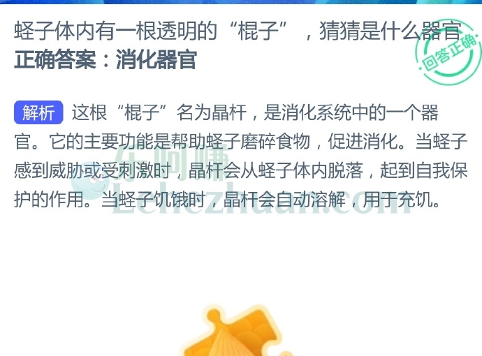 蛏子体内有一根透明的“棍子”,猜猜是什么器官?