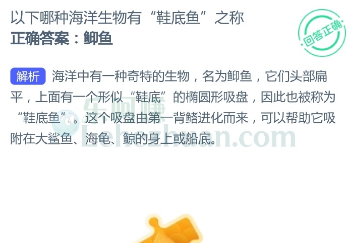 以下哪种海洋生物有“鞋底鱼”之称?