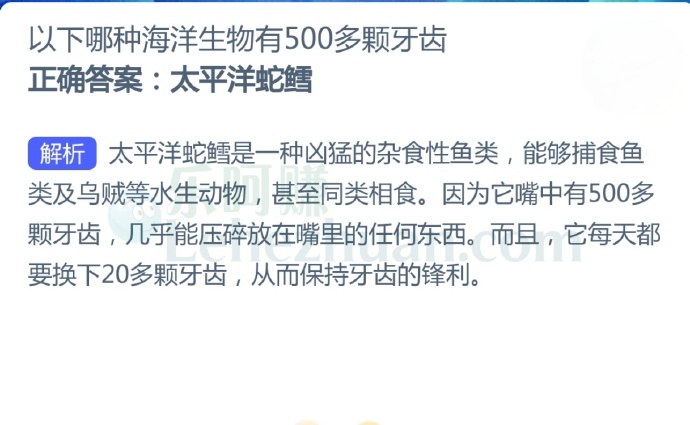 以下哪种海洋生物有500多颗牙齿?