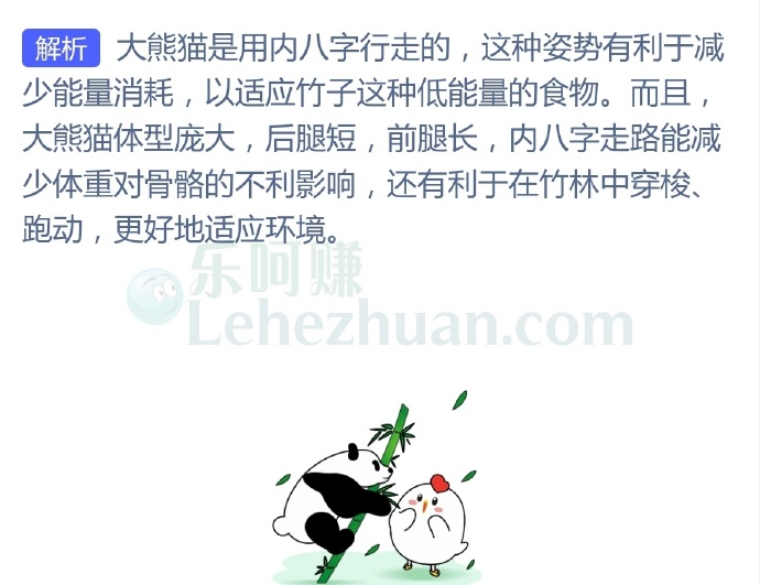 大熊猫走路的姿势通常是?
