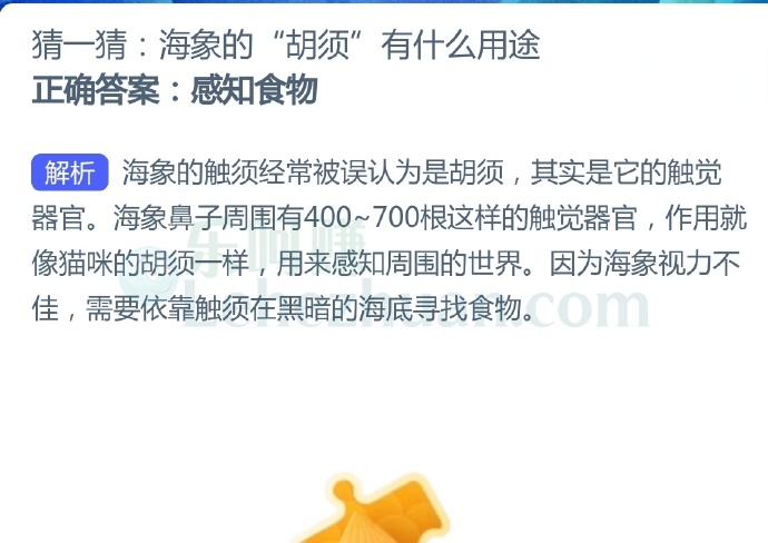 海象的“胡须”有什么用途?