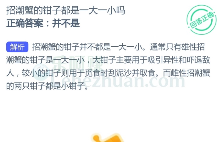 招潮蟹的钳子都是一大一小吗?