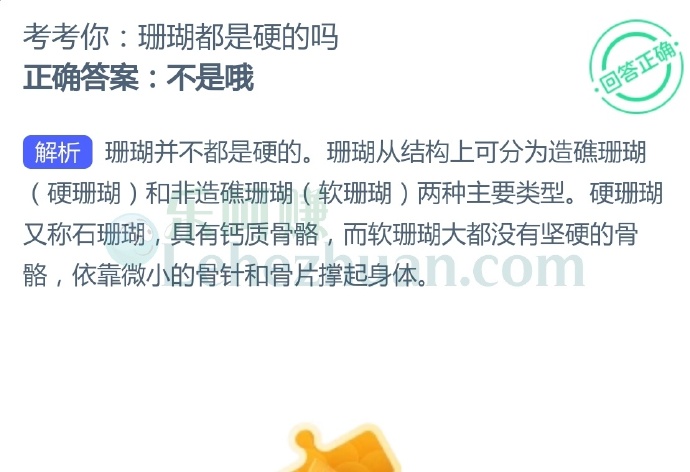 珊瑚都是硬的吗?