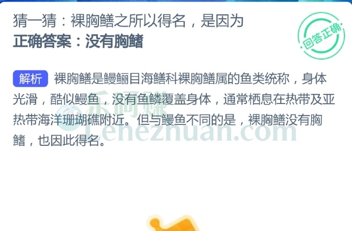 裸胸鳝之所以得名是因为?