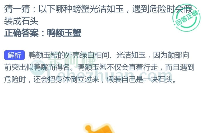 以下哪种螃蟹光洁如玉,遇到危险时会假装成石头?