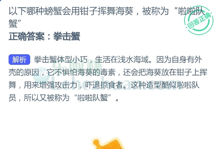 以下哪种螃蟹会用钳子挥舞海葵,被称为“啦啦队蟹”?