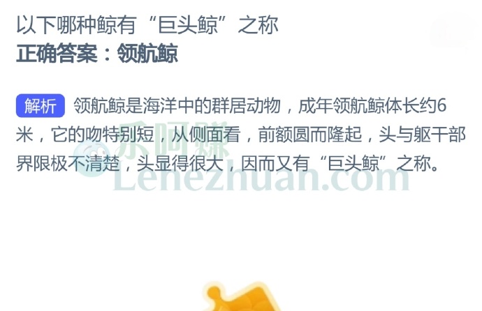 以下哪种鲸有“巨头鲸”之称?