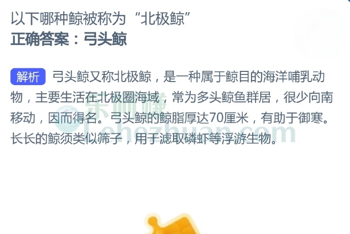 以下哪种鲸被称为“北极鲸”?