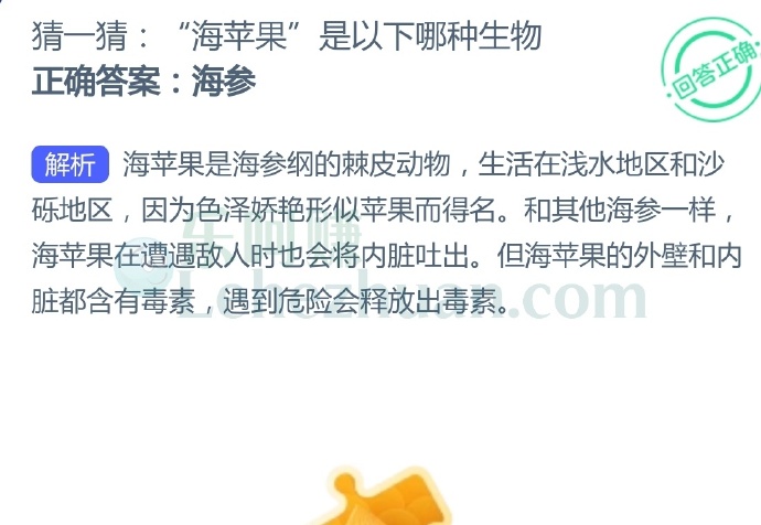 “海苹果”是以下哪种生物?