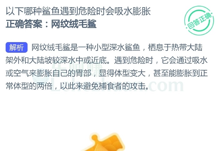 以下哪种鲨鱼遇到危险时会吸水膨胀?