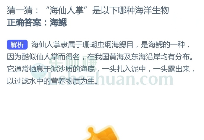 “海仙人掌”是以下哪种海洋生物?