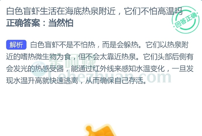 白色盲虾生活在海底热泉附近,它们不怕高温吗?