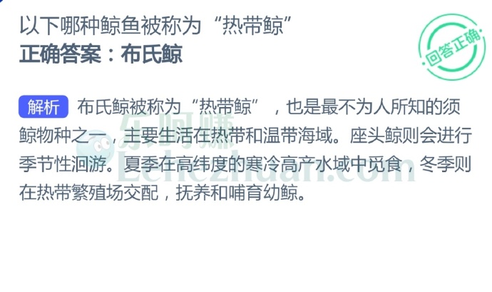 以下哪种鲸鱼被称为"热带鲸"?