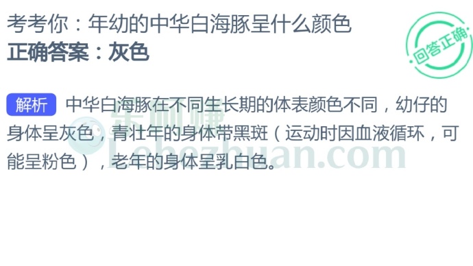年幼的中华白海豚呈什么颜色?