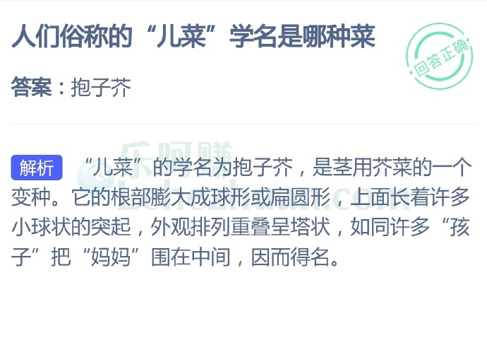 人们俗称的“儿菜”学名是哪种菜?