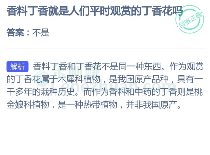 香料丁香就是人们平时观赏的丁香花吗?