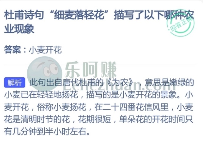 杜甫诗句“细麦落轻花”描写了以下哪种农业现象?