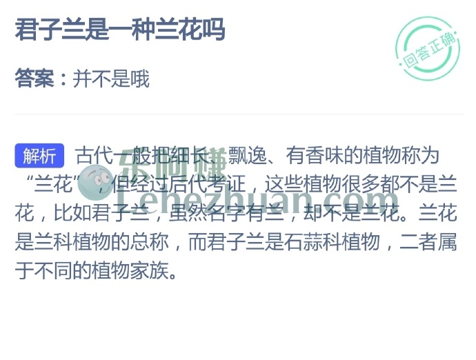 君子兰是一种兰花吗?