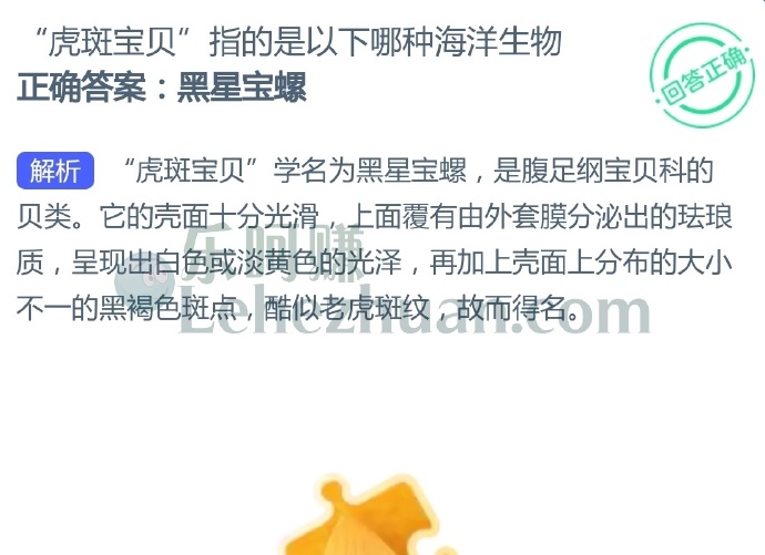 “虎斑宝贝”指的是以下哪种海洋生物?