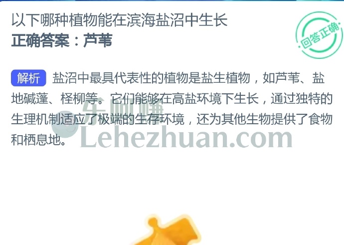 以下哪种植物能在滨海盐沼中生长?