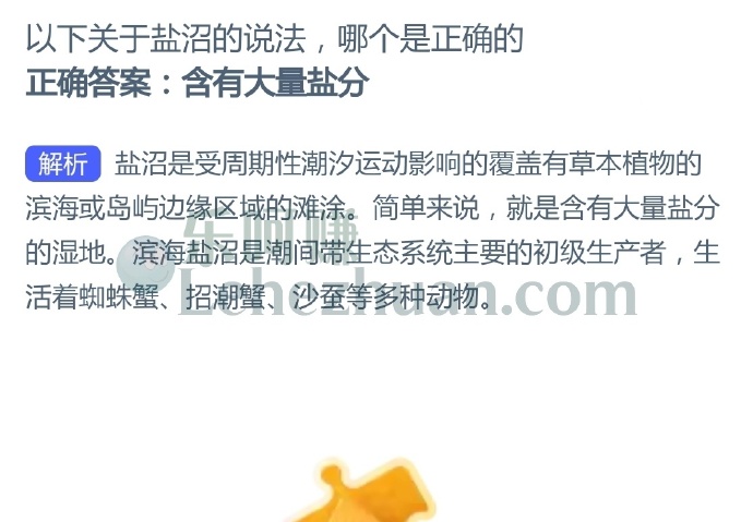 以下关于盐沼的说法,哪个是正确的?