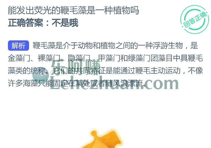 能发出荧光的鞭毛藻是一种植物吗?