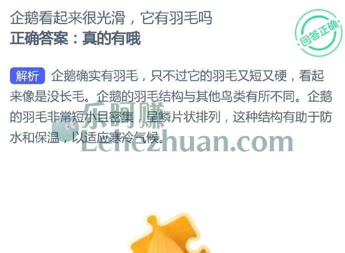 企鹅看起来很光滑,它有羽毛吗?