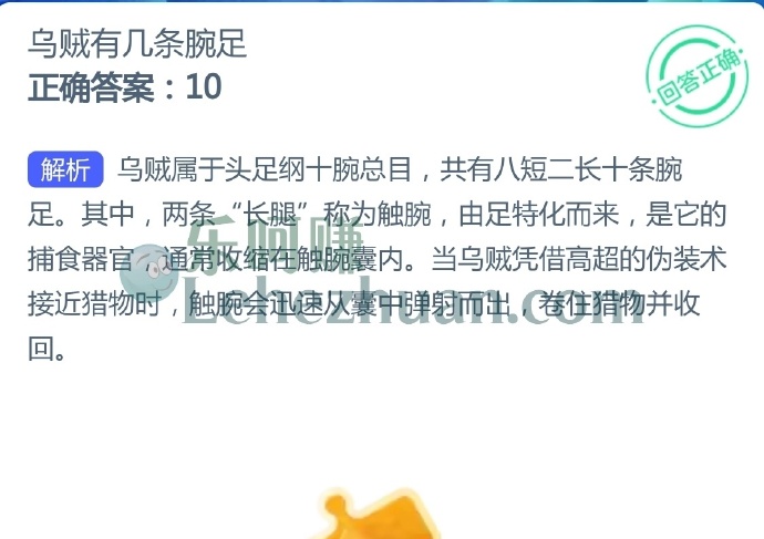 乌贼有几条腕足?