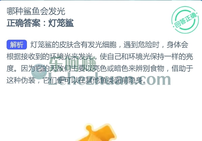 哪种鲨鱼会发光?