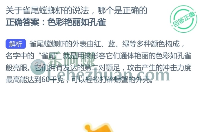 关于雀尾螳螂虾的说法,哪个是正确的?