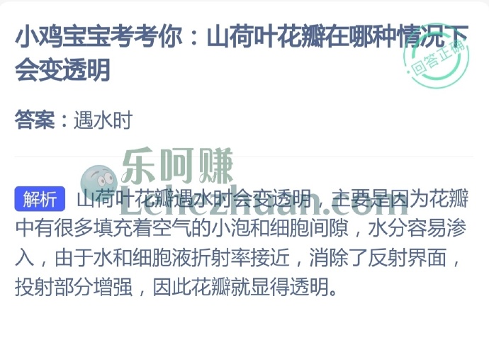 山荷叶花瓣在哪种情况下会变透明?