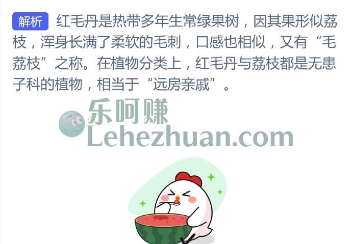 热带水果“红毛丹”与以下哪种水果是“远房亲戚”?