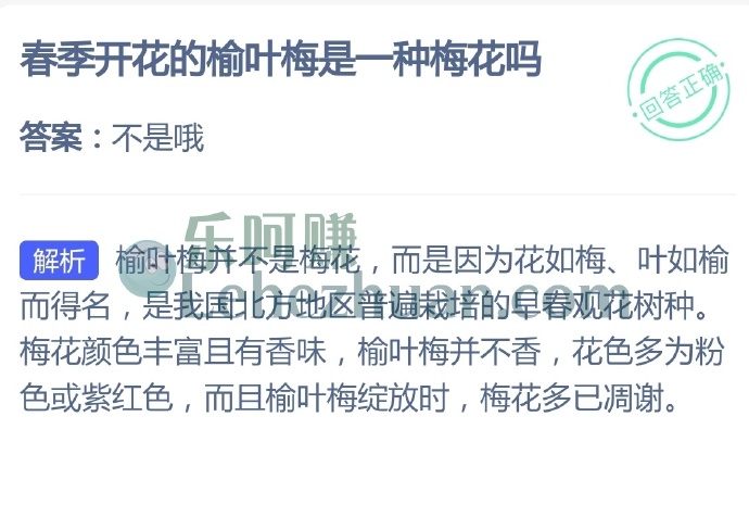 春季开花的榆叶梅是一种梅花吗?