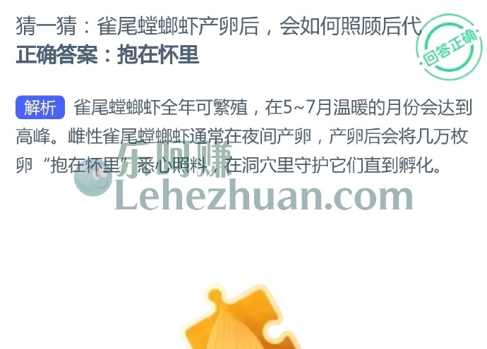 雀尾螳螂虾产卵后,会如何照顾后代?