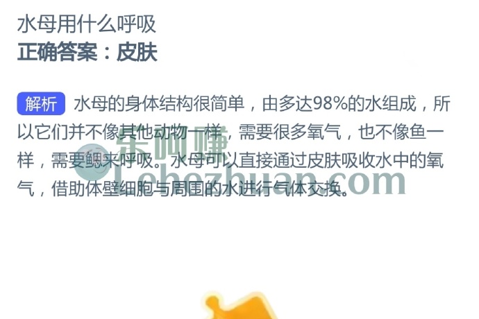 水母用什么呼吸?