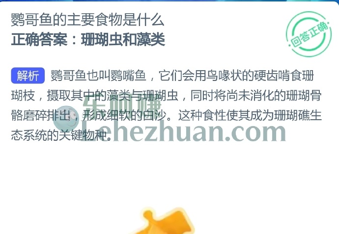 鹦哥鱼的主要食物是什么?