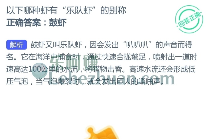 以下哪种虾有乐队虾的别称?