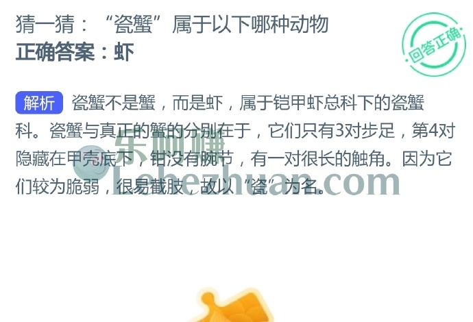 瓷蟹属于以下哪种动物?